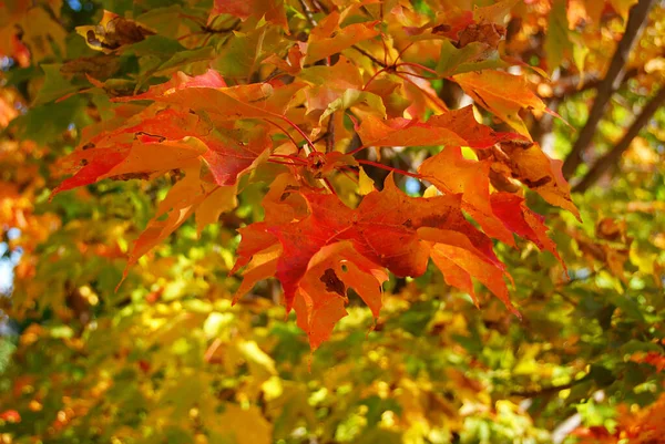 Folhas Outono Coloridas Árvore — Fotografia de Stock