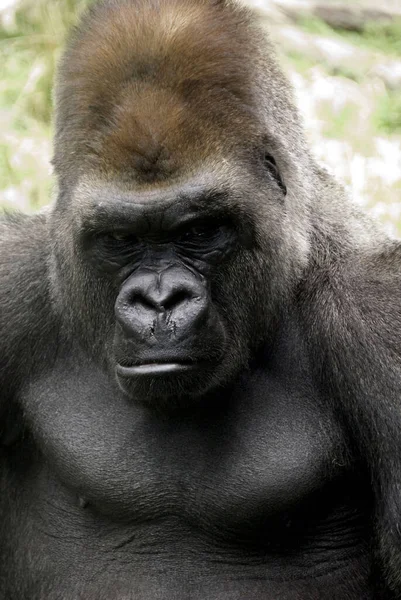 Goriller Var Olan Büyük Primat Türüdür Orta Afrika Ormanlarında Yaşayan — Stok fotoğraf