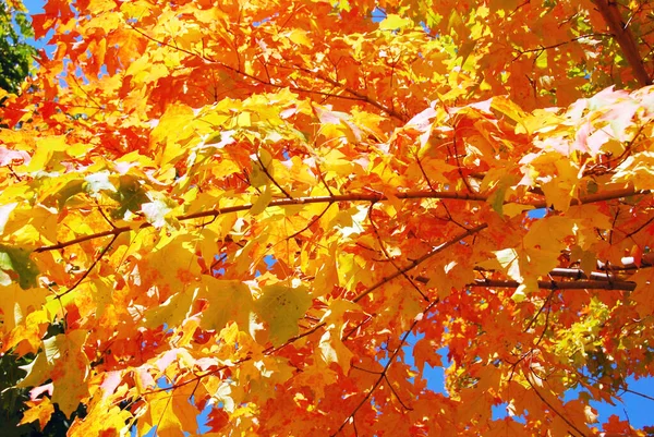 Hojas Coloridas Otoño Quebec Canadá — Foto de Stock