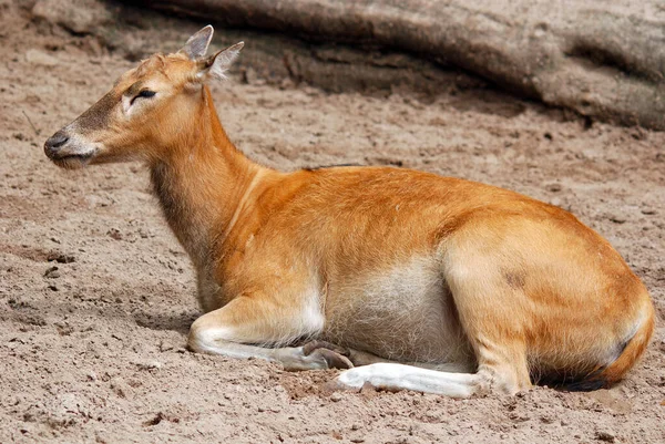 Antilopes Zoo Daytime — Stok fotoğraf