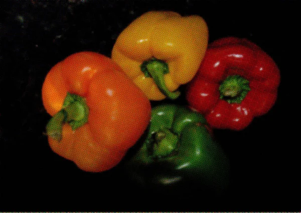 Bell Pepper 也被称为甜椒或辣椒和辣椒 Capsicum 是一种一年生辣椒品种 — 图库照片