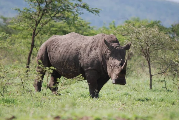 Rhinocéros Rhinocéros Est Groupe Cinq Espèces Ongulés Famille Des Rhinocerotidae — Photo