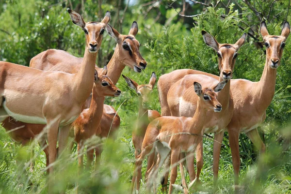 Impalas Hluhluwe Imfolosi Parkı Güney Afrika — Stok fotoğraf