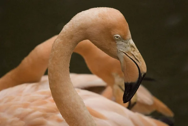 Flamingor Eller Flamingos Typ Vadande Fågel Det Enda Släktet Familjen — Stockfoto