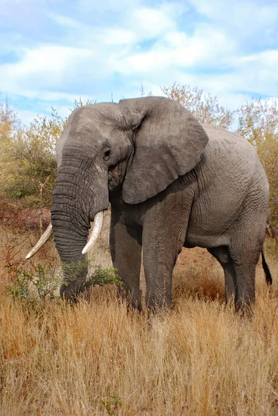 Großer Elefant Krüger Park Südafrika — Stockfoto