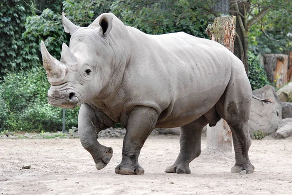 白犀牛 White Rhinoceros 或方唇犀牛 Square Lipped Rhinoceros 是现存最大 数量最多的犀牛种类 它的嘴很大 — 图库照片