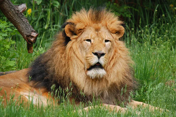 Lion One Four Big Cats Genus Panthera Member Family Felidae — Stock Photo, Image