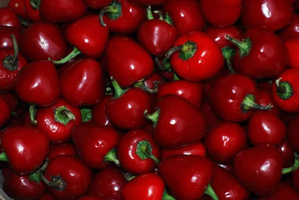 Pimentão Também Conhecido Como Pimentão Doce Pimenta Capsicum Grupo Cultivares — Fotografia de Stock