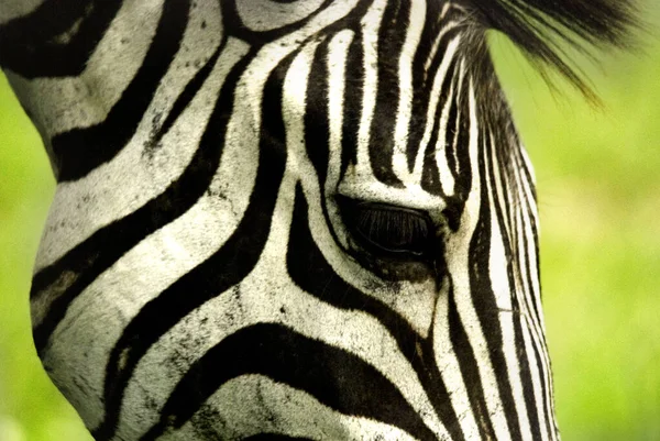 Зебры Являются Африканскими Лошадьми Наиболее Известными Своими Отличительными Черно Белыми — стоковое фото