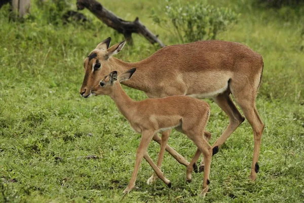 Hluhluwe Imfolozi Park Zuid Afrika Impala Aepyceros Melampus Een Middelgrote — Stockfoto