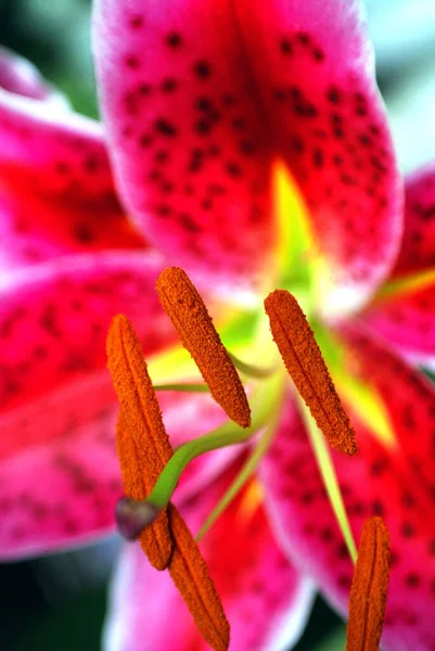 Campo Verano Flores Botánica Flora — Foto de Stock