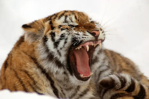 Amur Tigris Nyitott Szájjal Fekszik Hóban — Stock Fotó