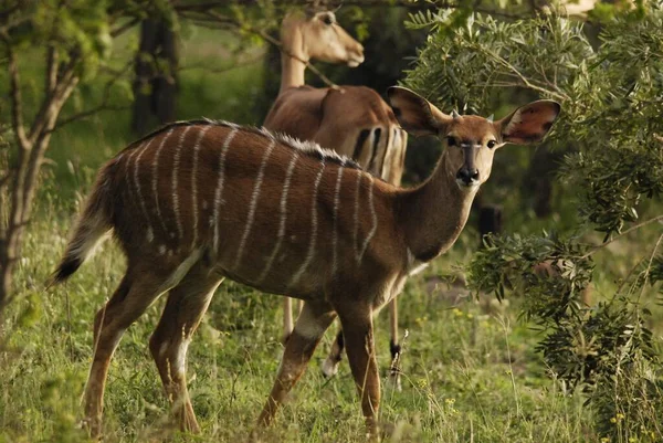 Hluhluwe Imfolozi Park Sudáfrica Nyala Tragelaphus Angasii Antílope Cuernos Espirales —  Fotos de Stock