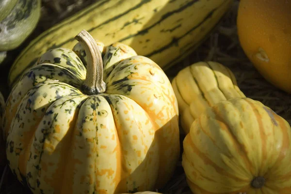 Pumpa Gourd Liknande Squash Familjen Cucurbitaceae Det Hänvisar Ofta Till — Stockfoto