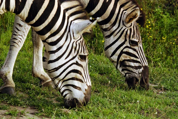 Hluhluwe Imfolozi Park Sudáfrica Cebra Burchell Equus Quagga Burchellii Una —  Fotos de Stock