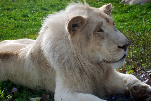 白いライオンはライオンのまれな色の変異です 白いライオンの最初の誇りが野生に再導入されたとき 白いライオンは野生で生き残ることができなかったと広く信じられていました — ストック写真