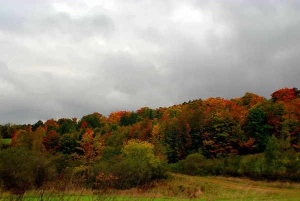 구름낀 비오는 가을의 나무들 가을의 식물들 — 스톡 사진