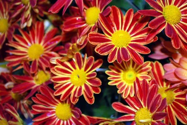 Flores Bonitas Jardim Perto — Fotografia de Stock