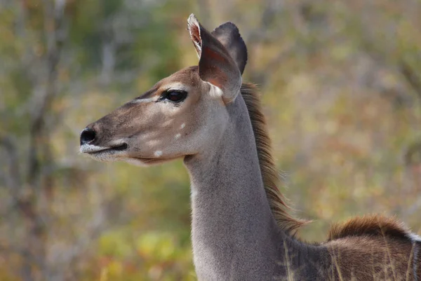 Větší Kudu Lesní Antilopa Nacházející Celé Východní Jižní Africe Navzdory — Stock fotografie