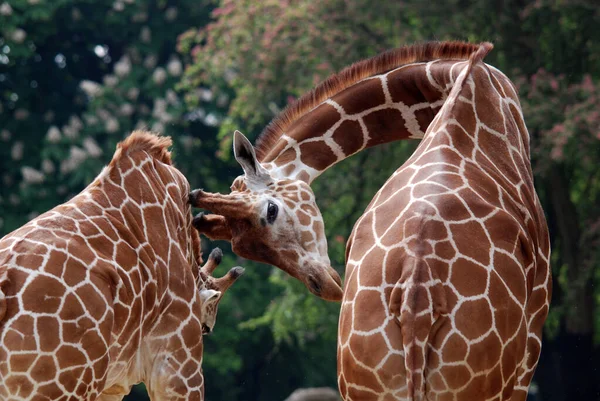 Zsiráf Giraffa Camelopardalis Egy Afrikai Páros Ujjú Patás Emlős Összes — Stock Fotó