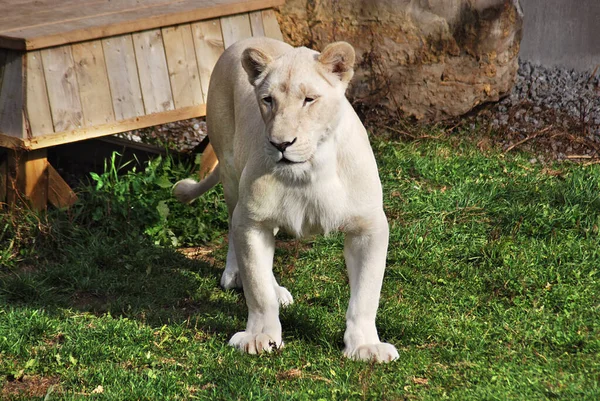 Bílý Lev Vzácná Barevná Mutace Lva Roku 2009 Kdy Byla — Stock fotografie