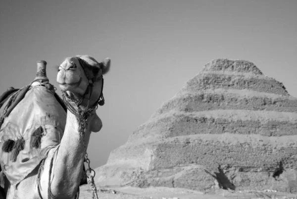 Saqarah 埃及沙漠中的贝都因骆驼 — 图库照片