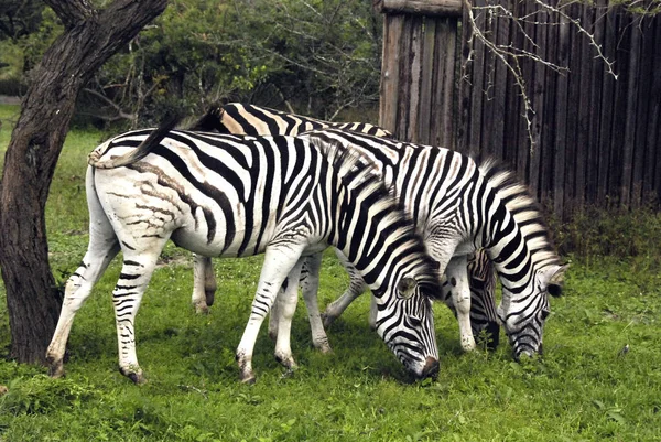 Hluhluwe Imfolozi Park South Africa Burga Zebra Equus Quagga Burchi — стоковое фото