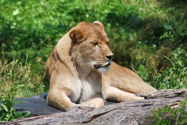 Der Löwe Ist Eine Der Vier Großkatzen Der Gattung Panthera — Stockfoto
