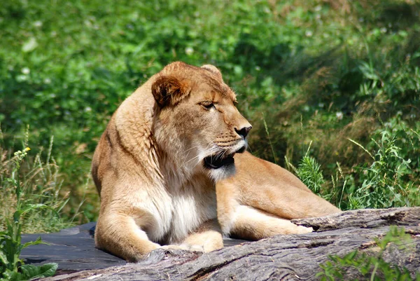 Lev Jednou Čtyř Velkých Koček Rodu Panthera Členem Rodu Felidae — Stock fotografie