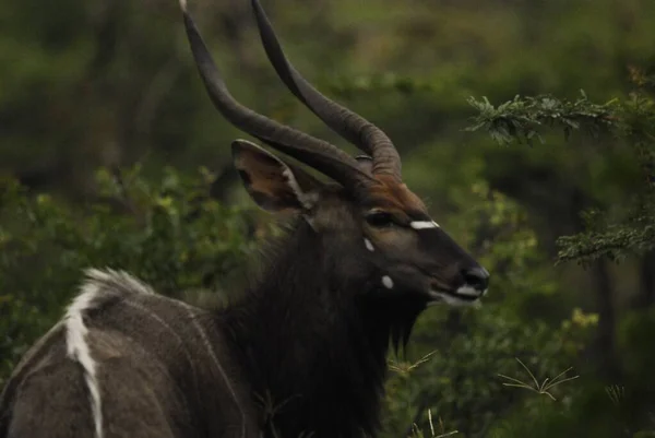 Hluhluwe Imfolozi Park Sydafrika Den Nyala Tragelaphus Angasii Spiralbehornade Antilop — Stockfoto