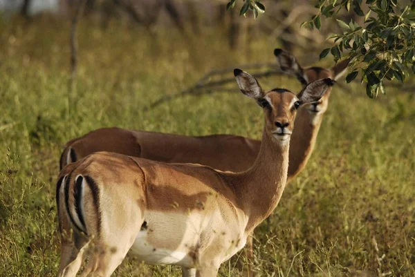 Hluhluwe Imfolozi Park Sudáfrica Impala Aepyceros Melampus Antílope Tamaño Mediano — Foto de Stock