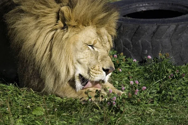 León Macho Altamente Distintivo León Macho Fácilmente Reconocido Por Melena — Foto de Stock