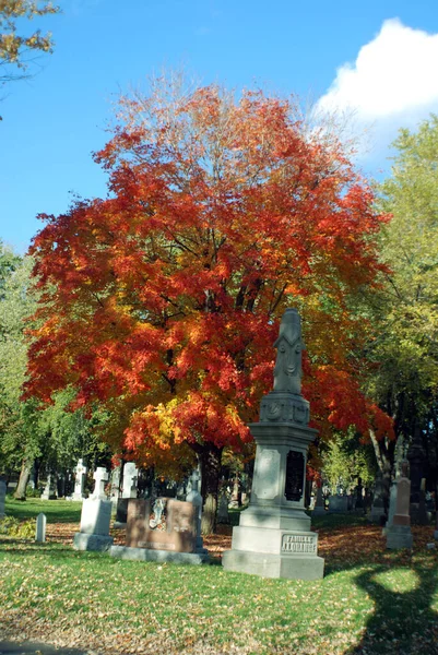 Montreal Canada Ekim 2015 Renkli Sonbahar Ağaçlı Notre Dame Des — Stok fotoğraf