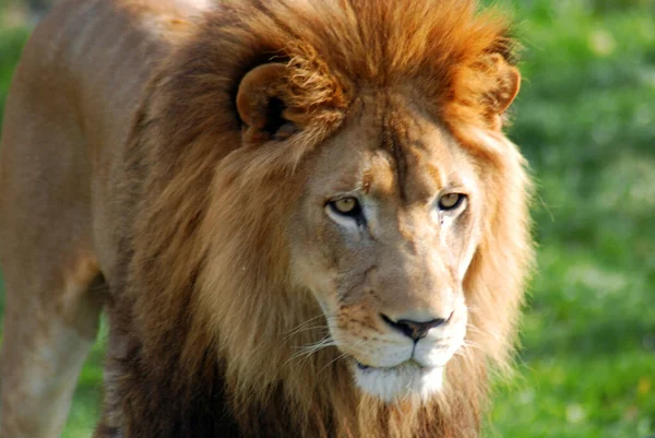 ライオンはパンテラ属の4匹の大きな猫のうちの1匹であり フェレイア科の一員である 体重が250Kgを超える雄もおり 虎に次いで2番目に大きい — ストック写真