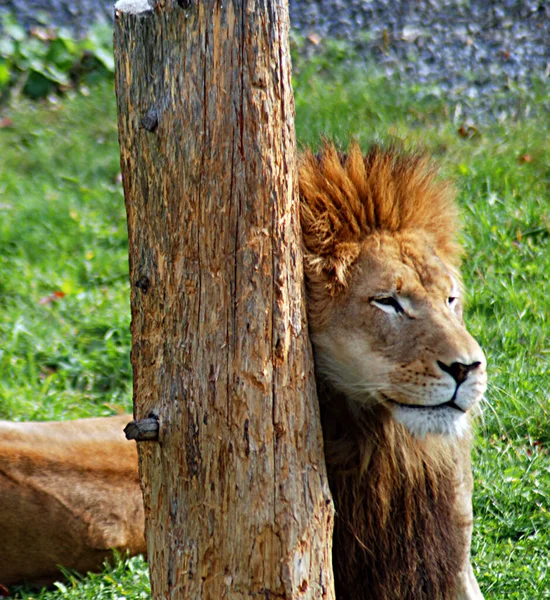 Leeuw Een Van Vier Grote Katten Uit Het Geslacht Panthera — Stockfoto