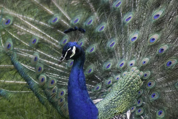 The peafowl include two Asiatic bird species the blue or Indian peafowl originally of India and Sri Lanka and the green peafowl of Myanmar, Indochina and Java and one African species the Congo peafowl