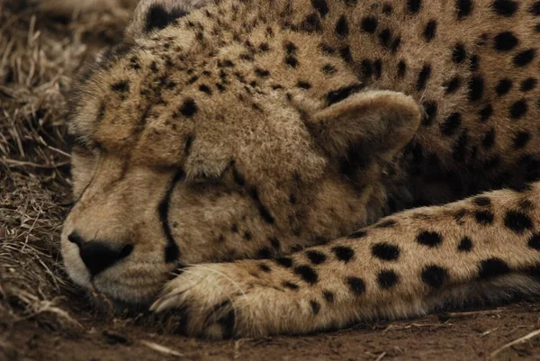 Cheetah Felino Gran Tamaño Que Habita Mayor Parte África Parte — Foto de Stock