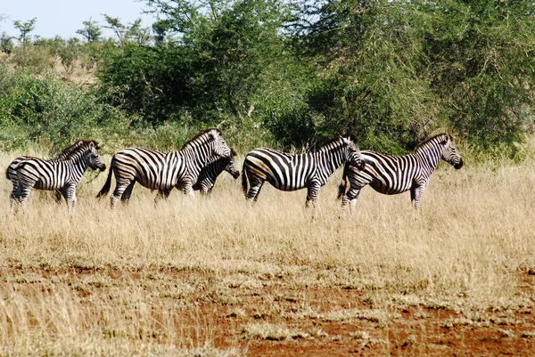 Zebra Parku Kruger Rpa — Zdjęcie stockowe