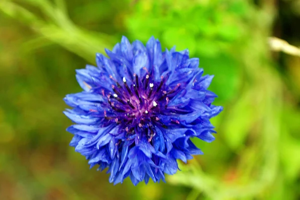 庭の美しい紫色の花 — ストック写真