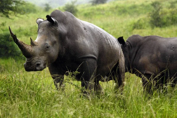 Rinoceronte Branco Rinoceronte Quadrado Maior Mais Numerosa Espécie Rinoceronte Que — Fotografia de Stock