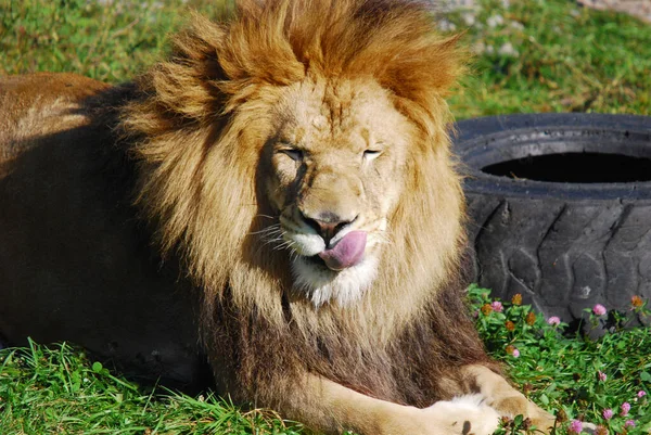 Leeuw Een Van Vier Grote Katten Uit Het Geslacht Panthera — Stockfoto