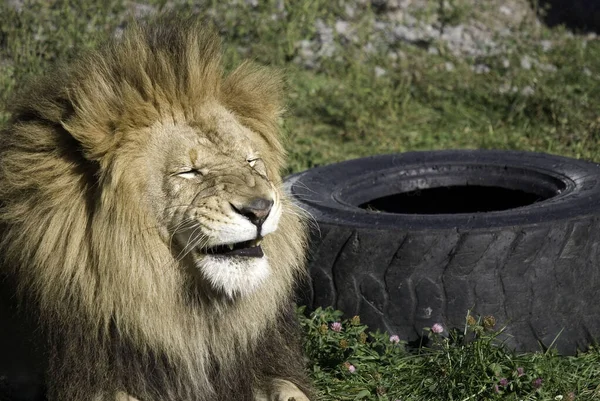 Leão Dos Quatro Grandes Felinos Gênero Panthera Membro Família Felidae — Fotografia de Stock