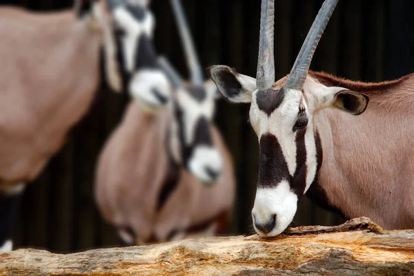 ออร อออร ลฮอร Oryx Dammah นในช ซาฮาร ออร Sahara Oryx — ภาพถ่ายสต็อก