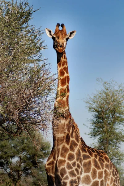 Girafas Kruger Park África Sul — Fotografia de Stock