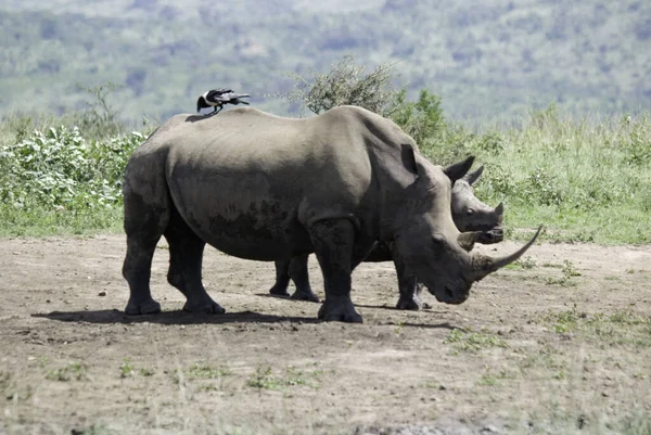 Rinoceronte Hluhluwe Imfolosi Park África Sul — Fotografia de Stock