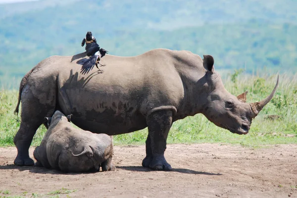 Rhinocéros Mère Veau Dans Parc Hluhluwe Imfolosi Afrique Sud — Photo