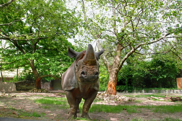 Индийский Носорог Rhinoceros Unicornis Называется Большим Однорогим Носорогом Азиатским Однорогим — стоковое фото