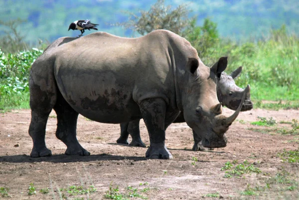 Mutter Und Kalb Nashorn Hluhluwe Imfolosi Park Südafrika — Stockfoto