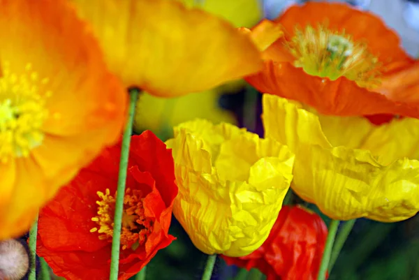 Amapolas Vancouver Canadá — Foto de Stock