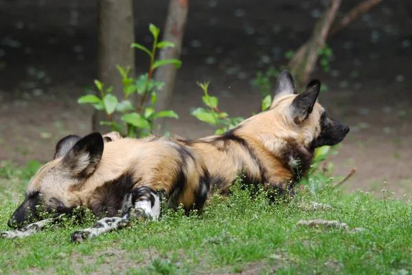 Der Afrikanische Wildhund Lycaon Pictus Der Auch Als Afrikanischer Jagdhund — Stockfoto